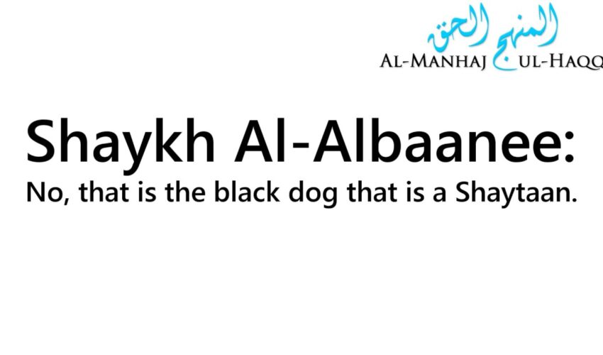 Is The Black Cat A Shaytaan? – Answered by Shaykh Al-Albaanee